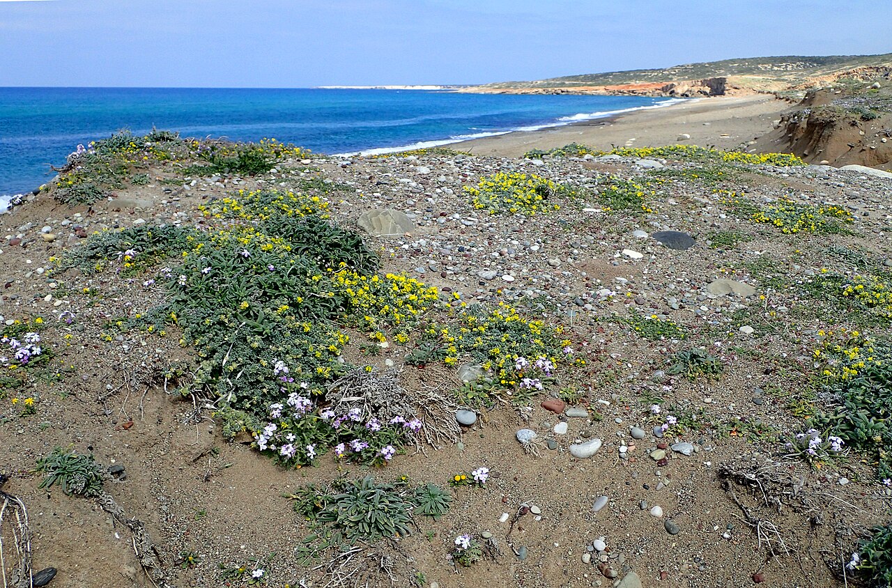 Lara Beach — Cyprus